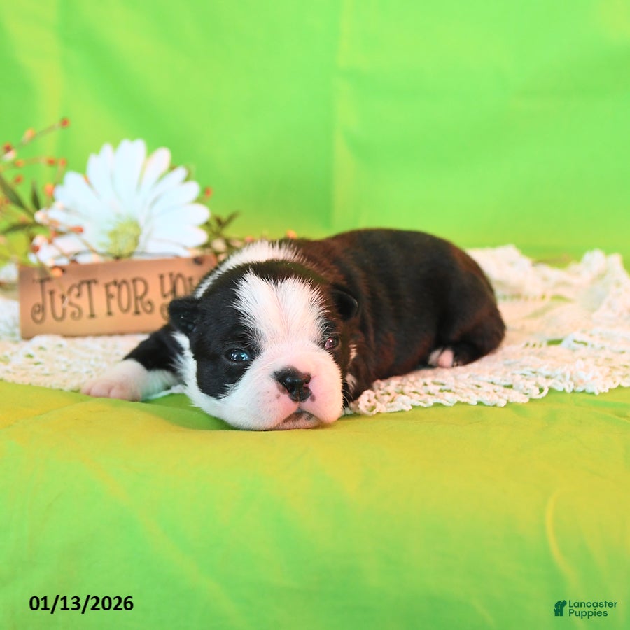 Boston Terrier dogs Roxie - Ad 26