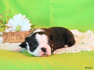 Boston Terrier dogs Roxie - Ad 26