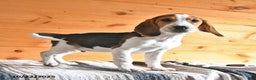 Beagle dogs for sale: Hugo - Ad 2