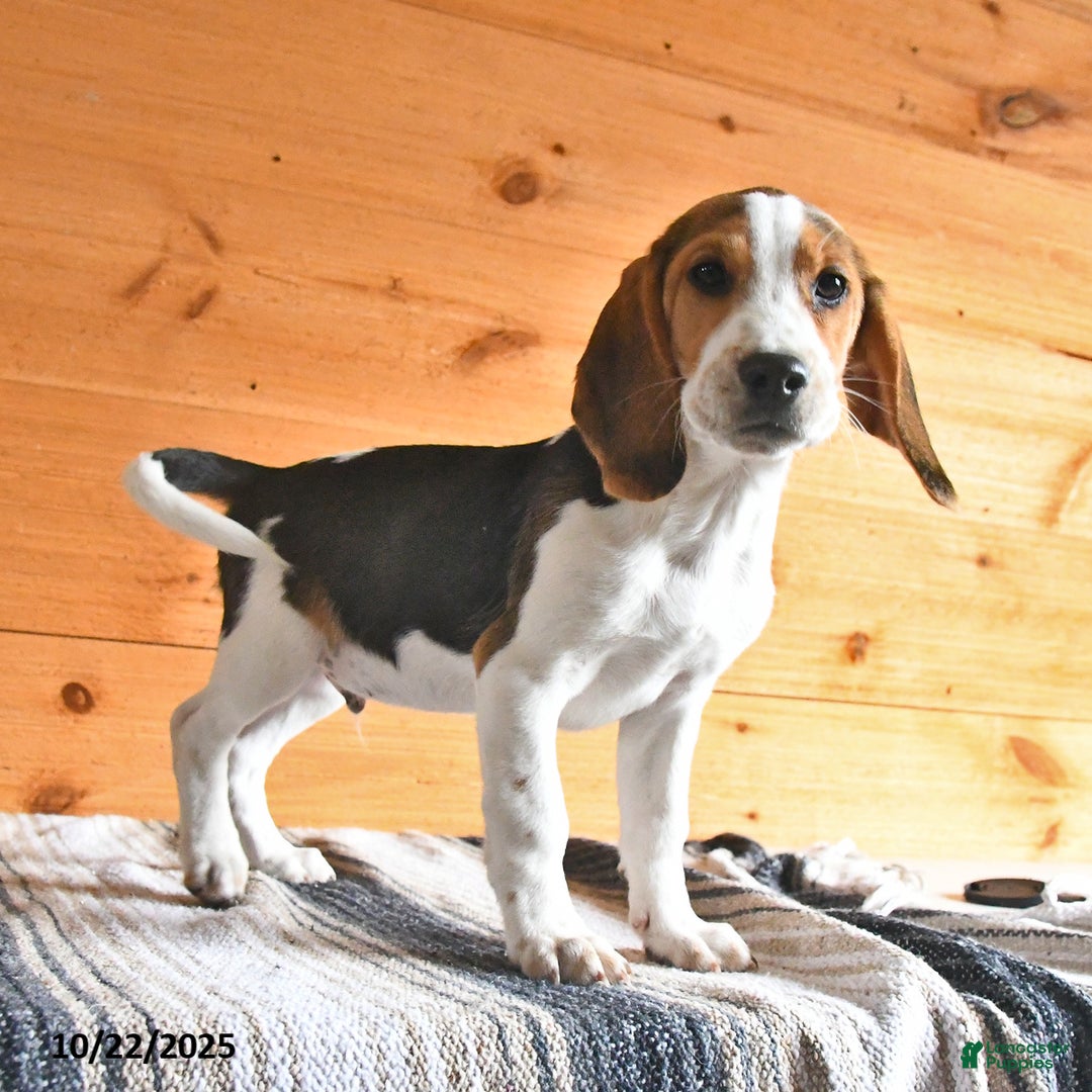 Beagle dogs for sale: Hugo - Ad 2