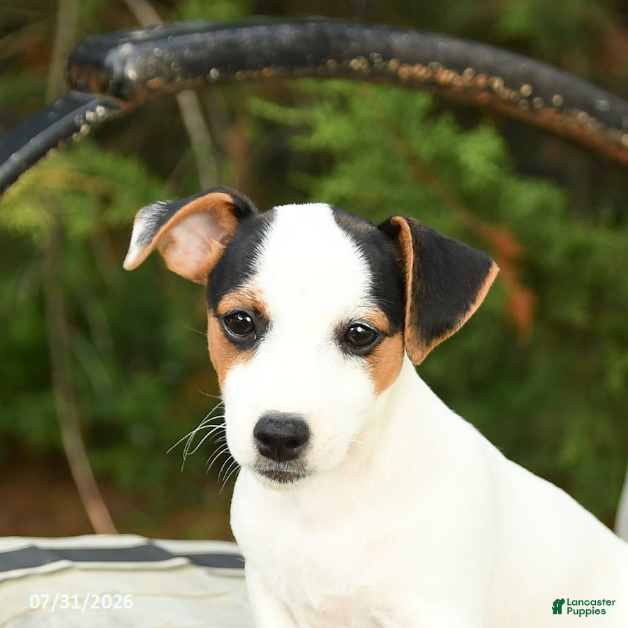 Jack Russell Terrier dogs Sierra - Ad 2