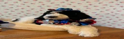 Bernedoodle dogs for sale: Oreo - Ad 1