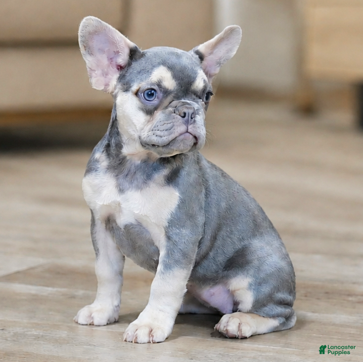 French Bulldog dogs Brooklyn - Ad 2