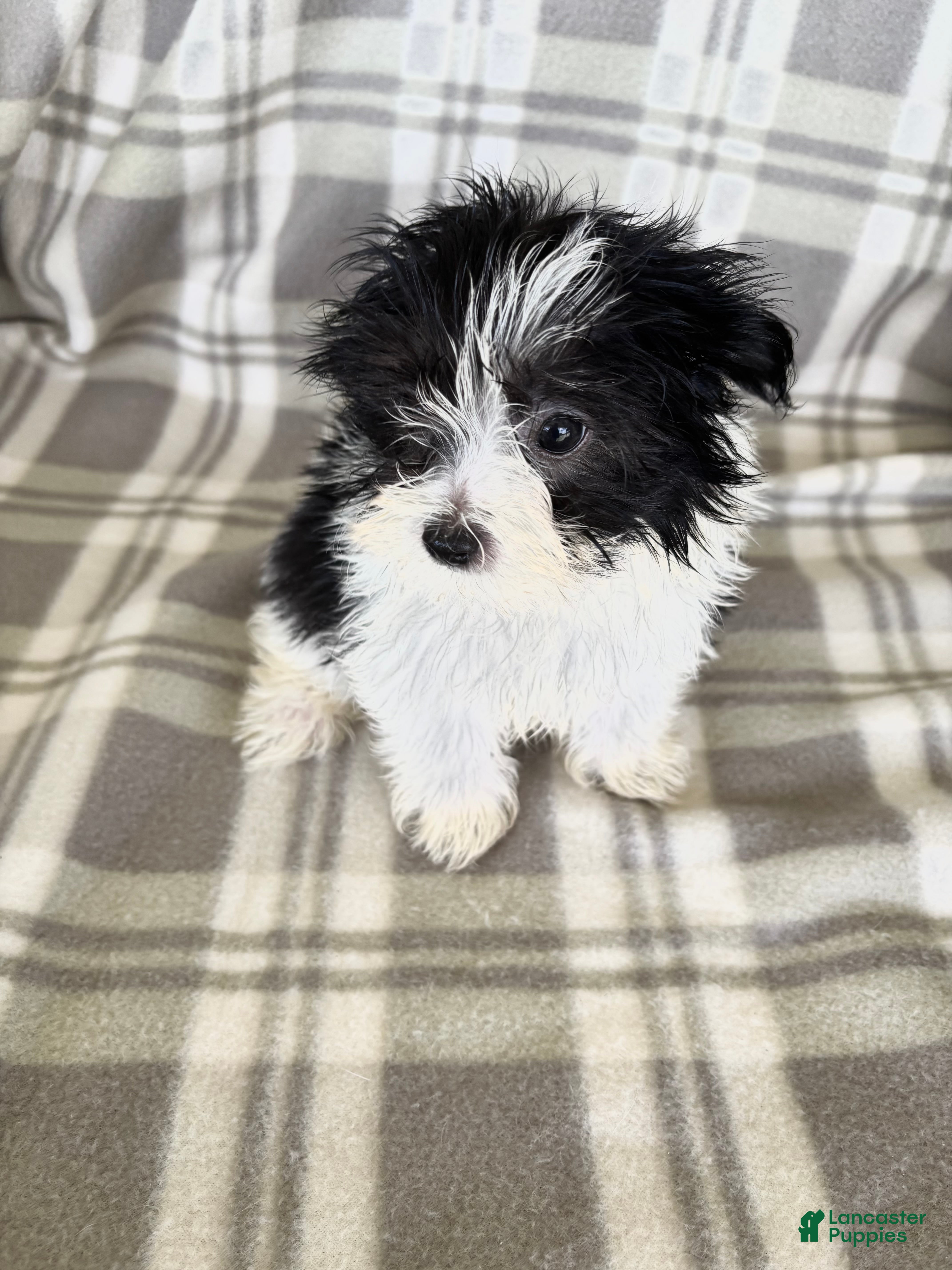 Maltipom dogs Maltipom 1 - Ad 2