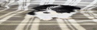 Maltipom 1