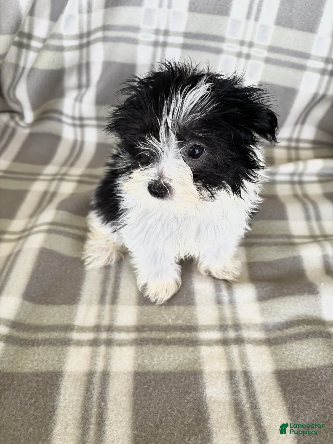 Maltipom dogs for sale: Maltipom 1 - Ad 1