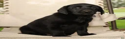 Labrador Retriever dogs for sale: Holly - Ad 7