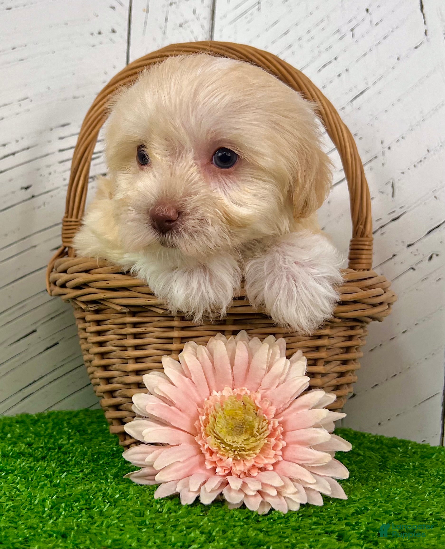 Havanese dogs Addi - Ad 2