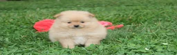 Pomeranian dogs for sale: Finn - Ad 5