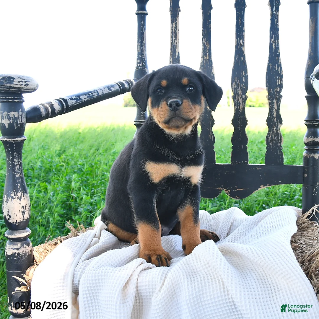 Rottweiler dogs for sale: Royce - Ad 1