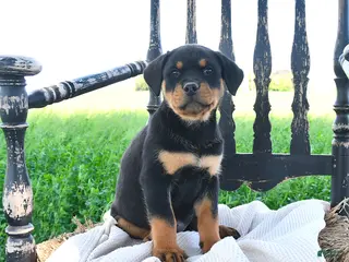 Rottweiler dogs for sale: Royce - Ad 4