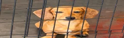 Miniature Dachshund dogs for sale: Ellis - Ad 1