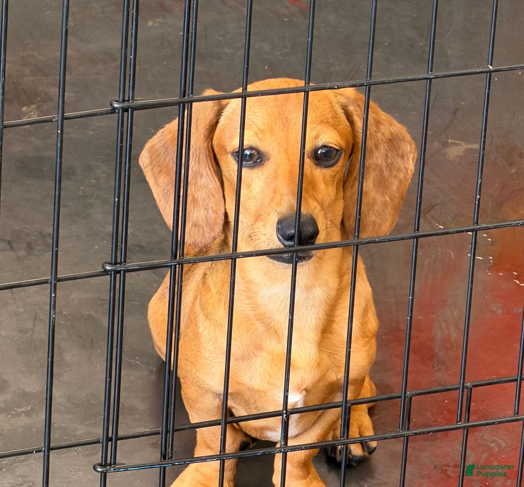 Miniature Dachshund dogs for sale: Ellis - Ad 1