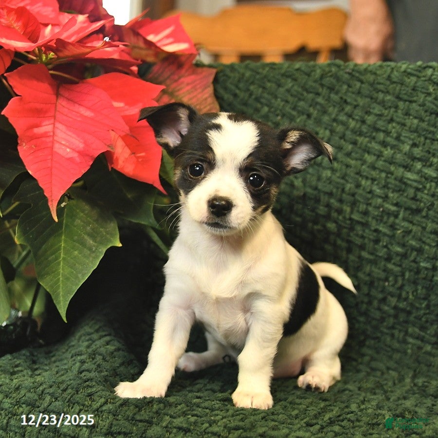 Chihuahua dogs Ruby  - Ad 34