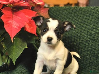 Chihuahua dogs Ruby - Ad 37