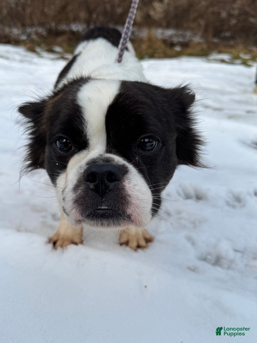 French Bulldog dogs for sale: Rachel - Ad 3