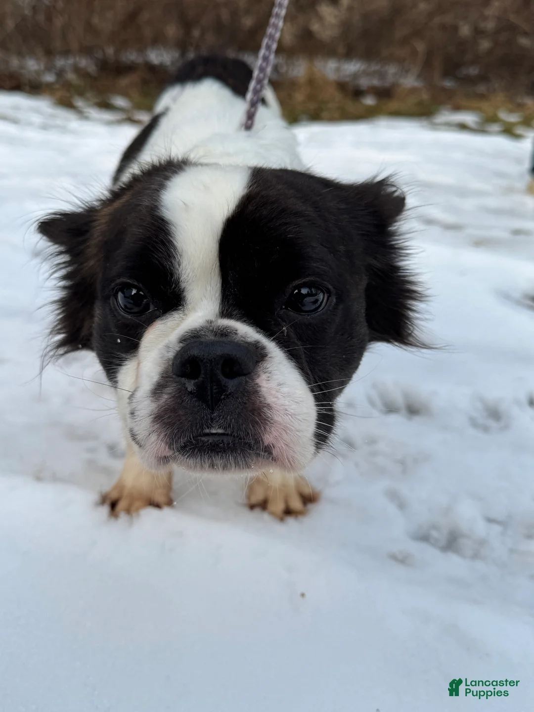 French Bulldog dogs for sale: Rachel - Ad 3