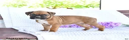 Boxer dogs for sale: Caramel - Ad 3