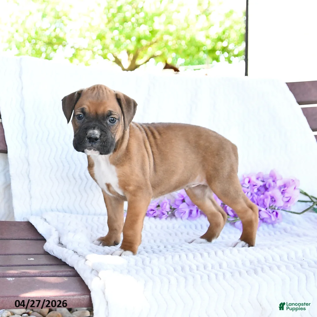 Boxer dogs for sale: Caramel - Ad 3