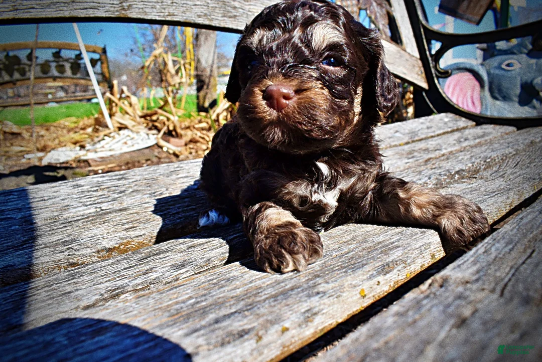 Havapoo dogs for sale: Nabisco - Ad 1