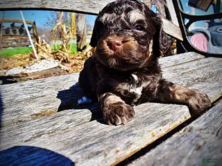 Havapoo dogs Nabisco - Ad 16