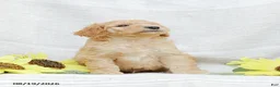 Goldendoodle dogs for sale: Justin - Ad 12