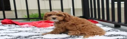 Cockapoo dogs for sale: Freddy  - Ad 6