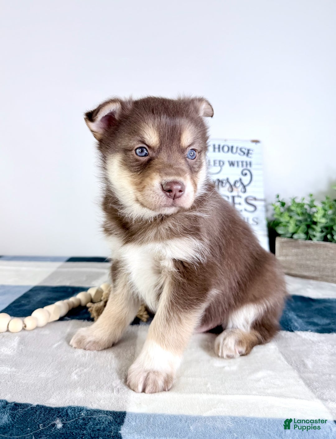 Mixed Breed dogs for sale: Parker - Ad 2