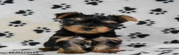 Yorkshire Terrier dogs for sale: Quincy - Ad 2
