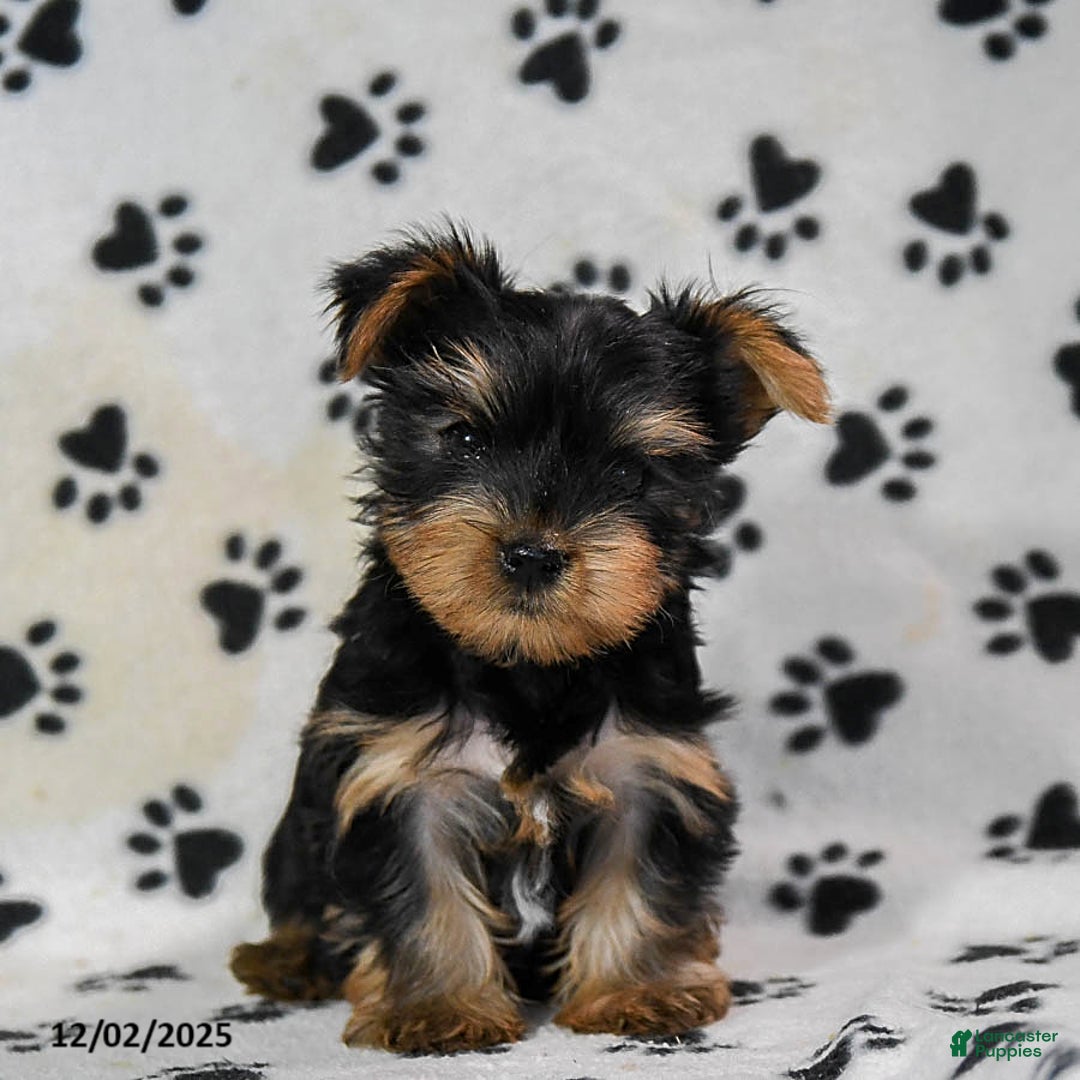 Yorkshire Terrier dogs for sale: Quincy - Ad 2