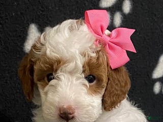 Miniature Poodle dogs Bella - Ad 14