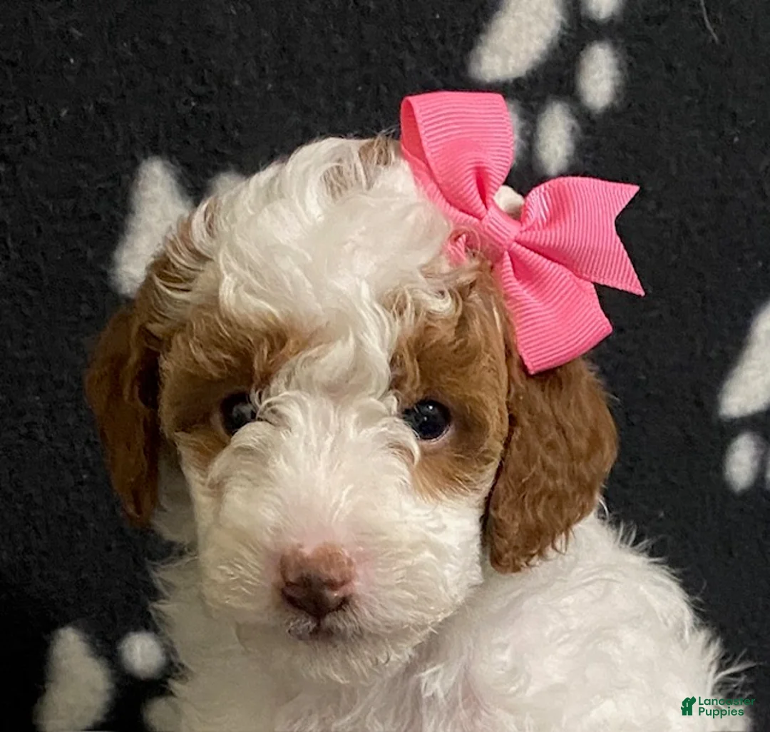 Miniature Poodle dogs for sale: Bella - Ad 4