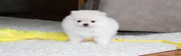 Pomeranian dogs for sale: Elliot - Ad 5