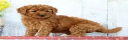 Mini Goldendoodle dogs for sale: Kennedi - Ad 4