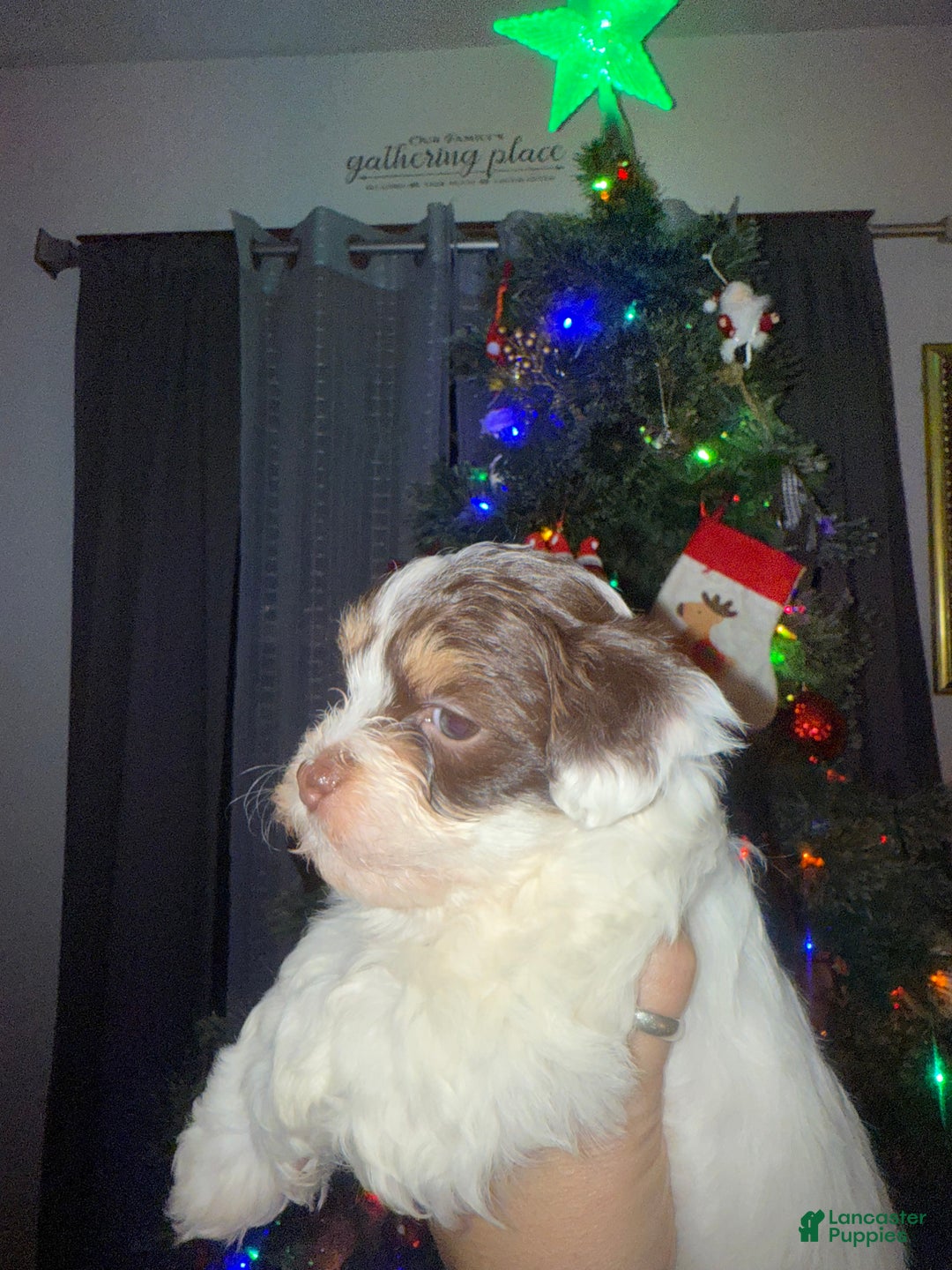 Mixed Breed dogs for sale: Buck - Ad 2