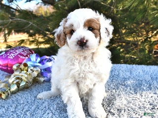 Mini Goldendoodle dogs Piper - Ad 11