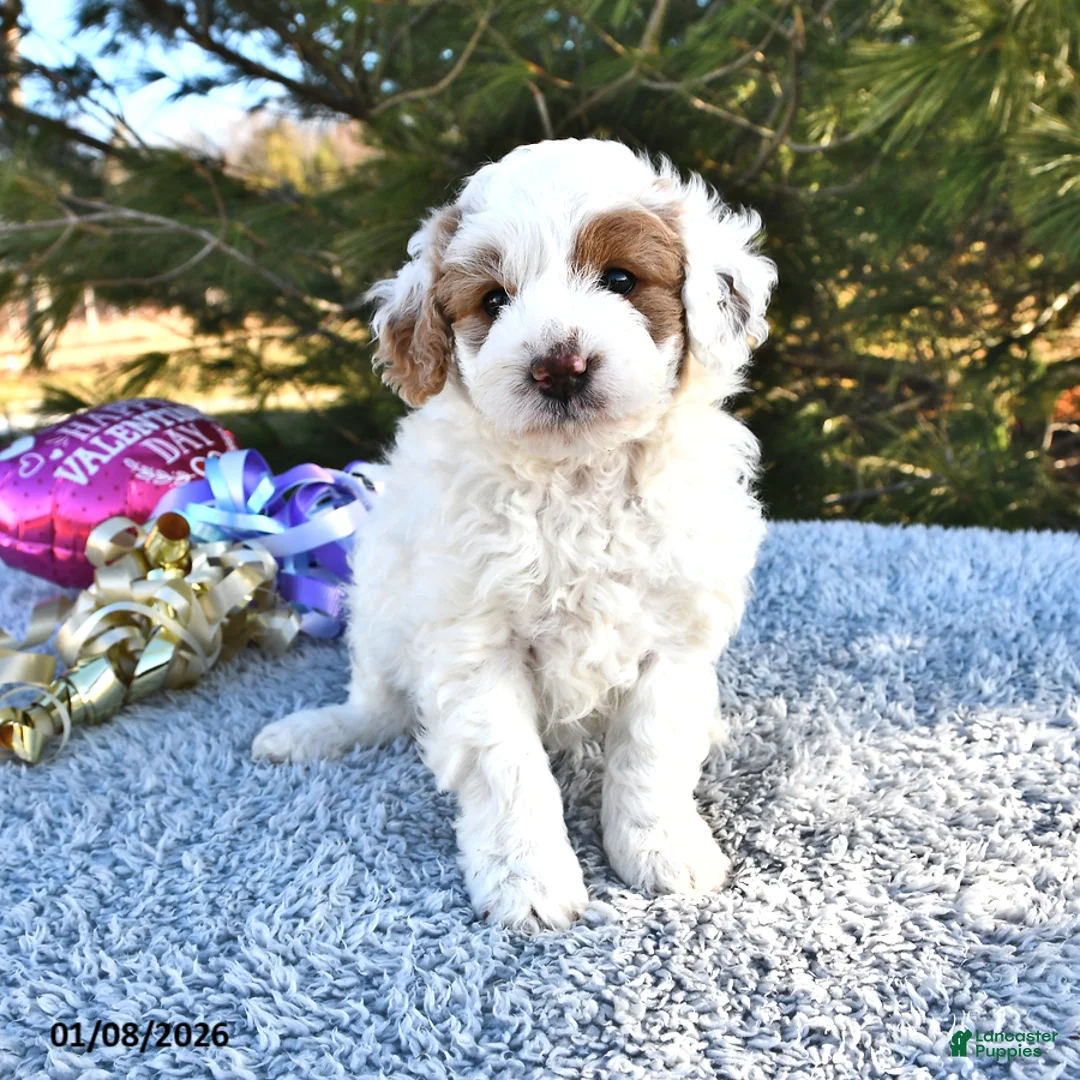 Mini Goldendoodle dogs for sale: Piper - Ad 6