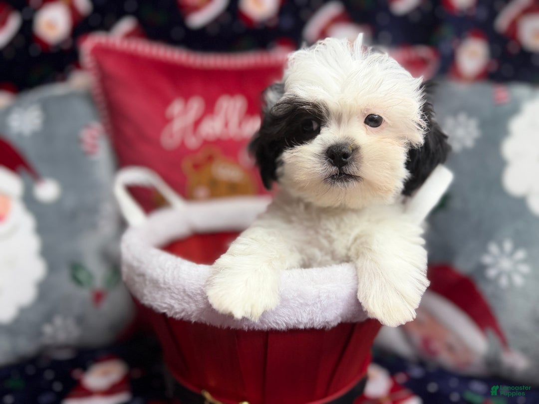 Malshi dogs for sale: Heibai - Ad 7