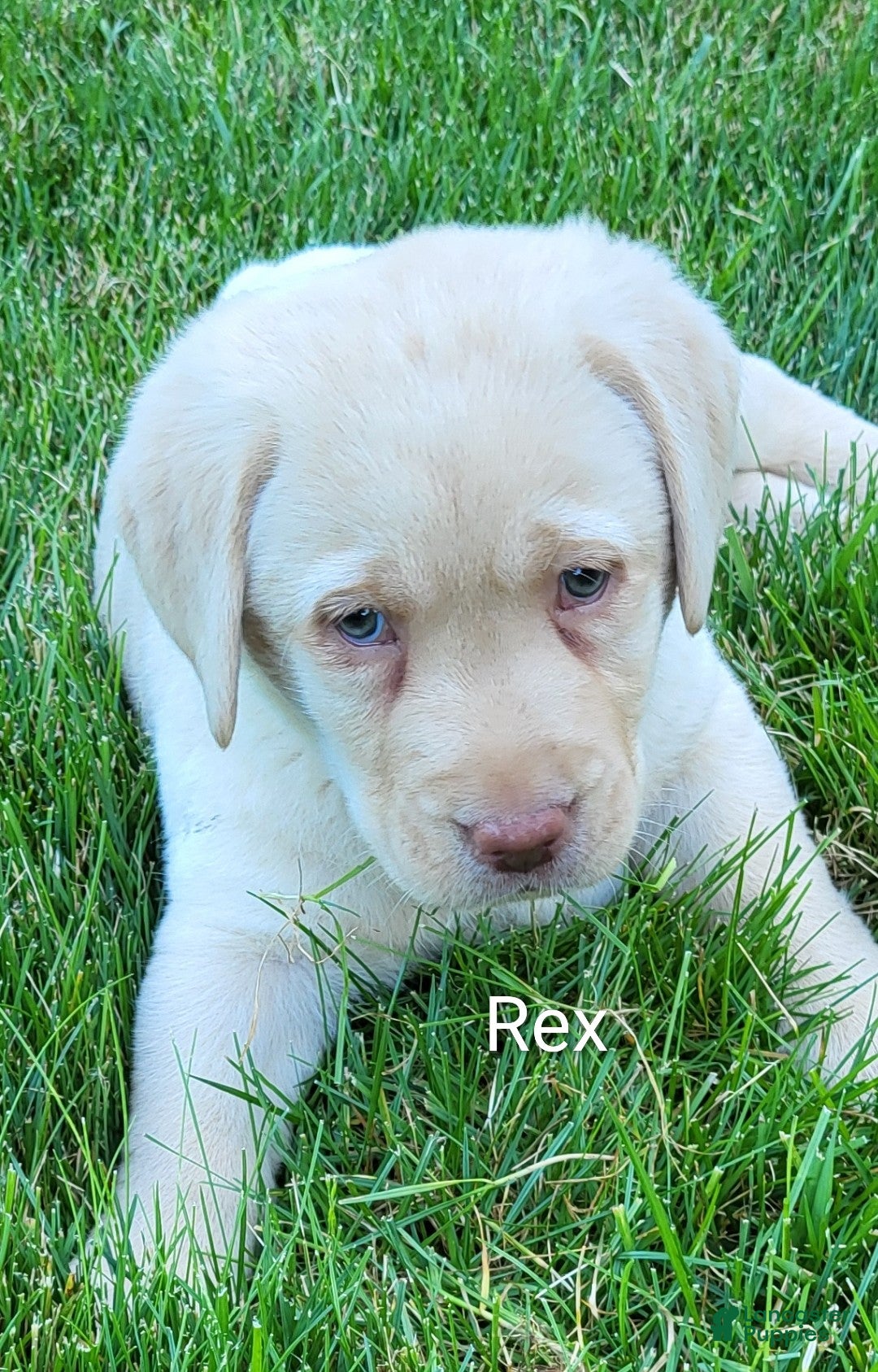 Labrador Retriever dogs Labrador Retriever Puppy 1 Max - Ad 2