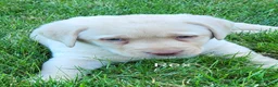 Labrador Retriever dogs for sale: Labrador Retriever Puppy 1 Max - Ad 2