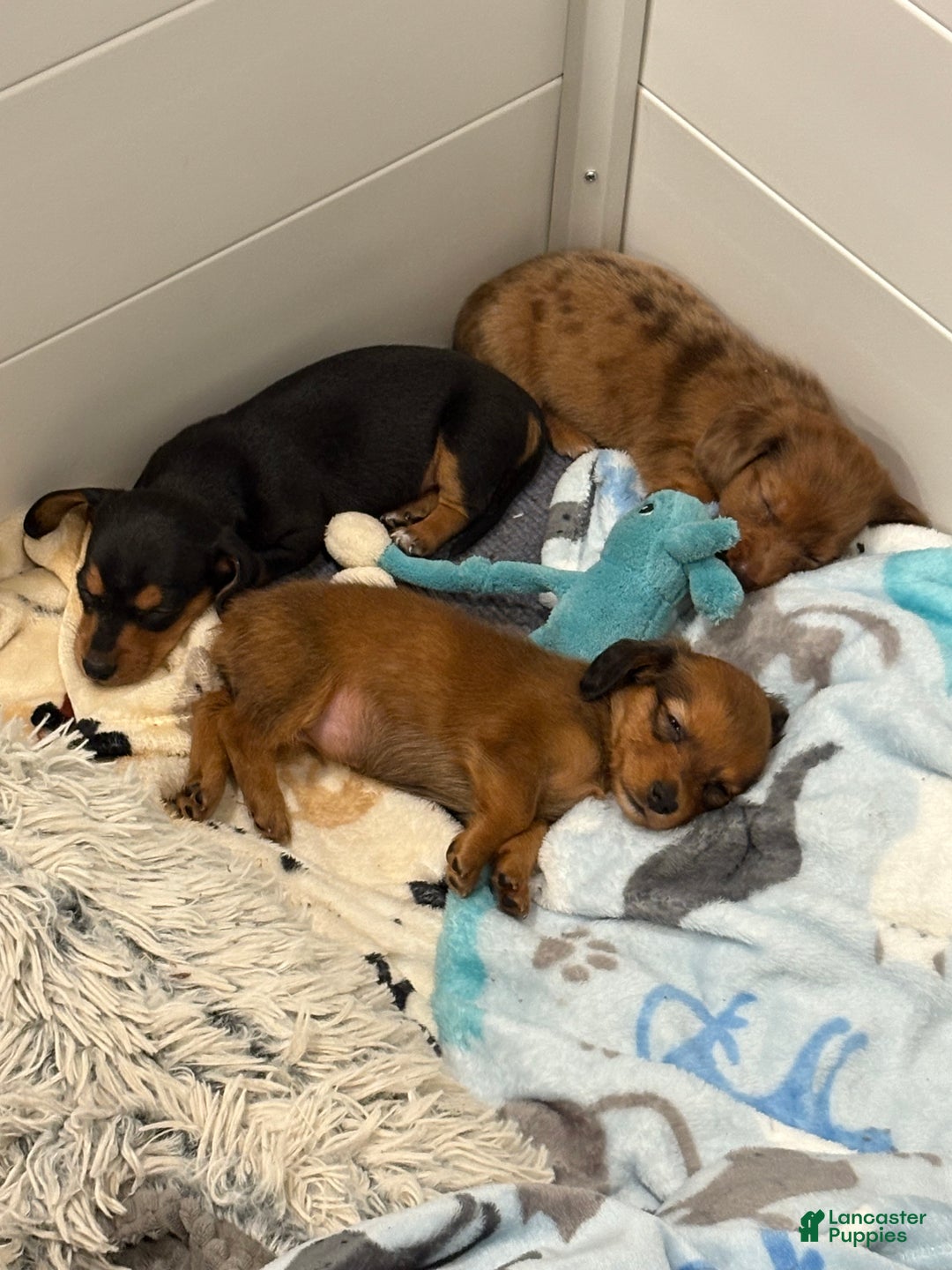 Dachshund dogs for sale: Dachshund Puppy 3 - Ad 2