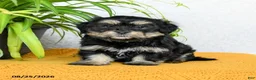 Teddy Bear dogs for sale: Hunter - Ad 5