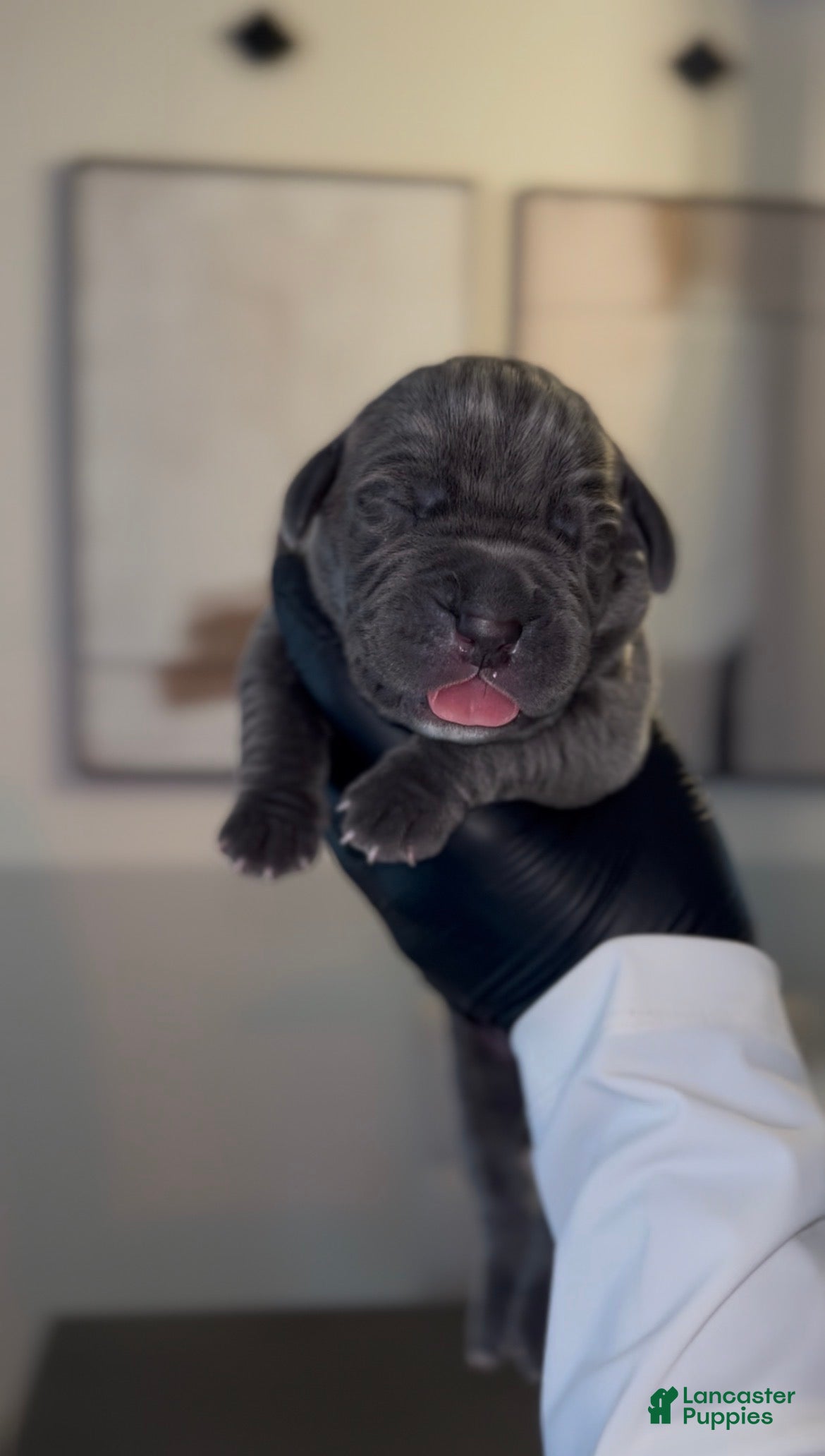 Cane Corso dogs Rebel  - Ad 2