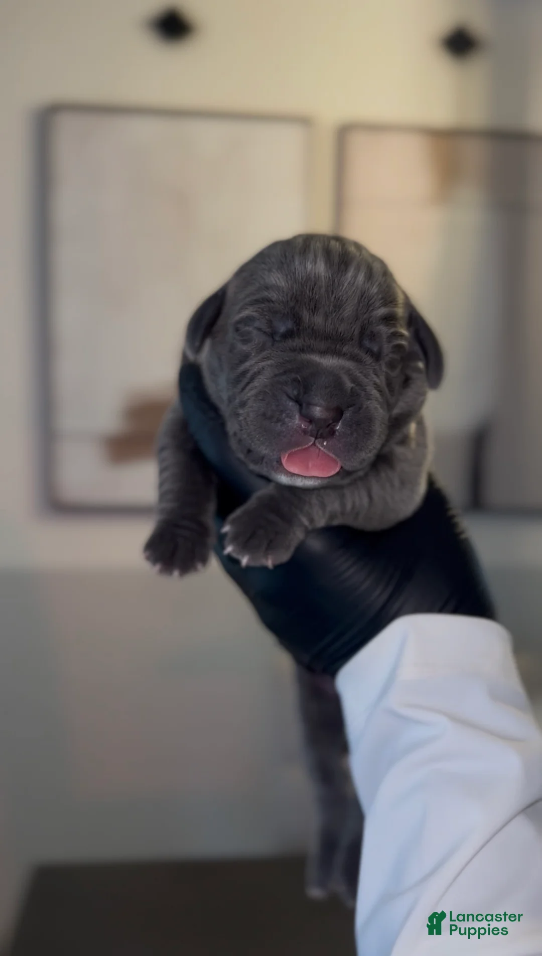 Cane Corso dogs for sale: Rebel  - Ad 2