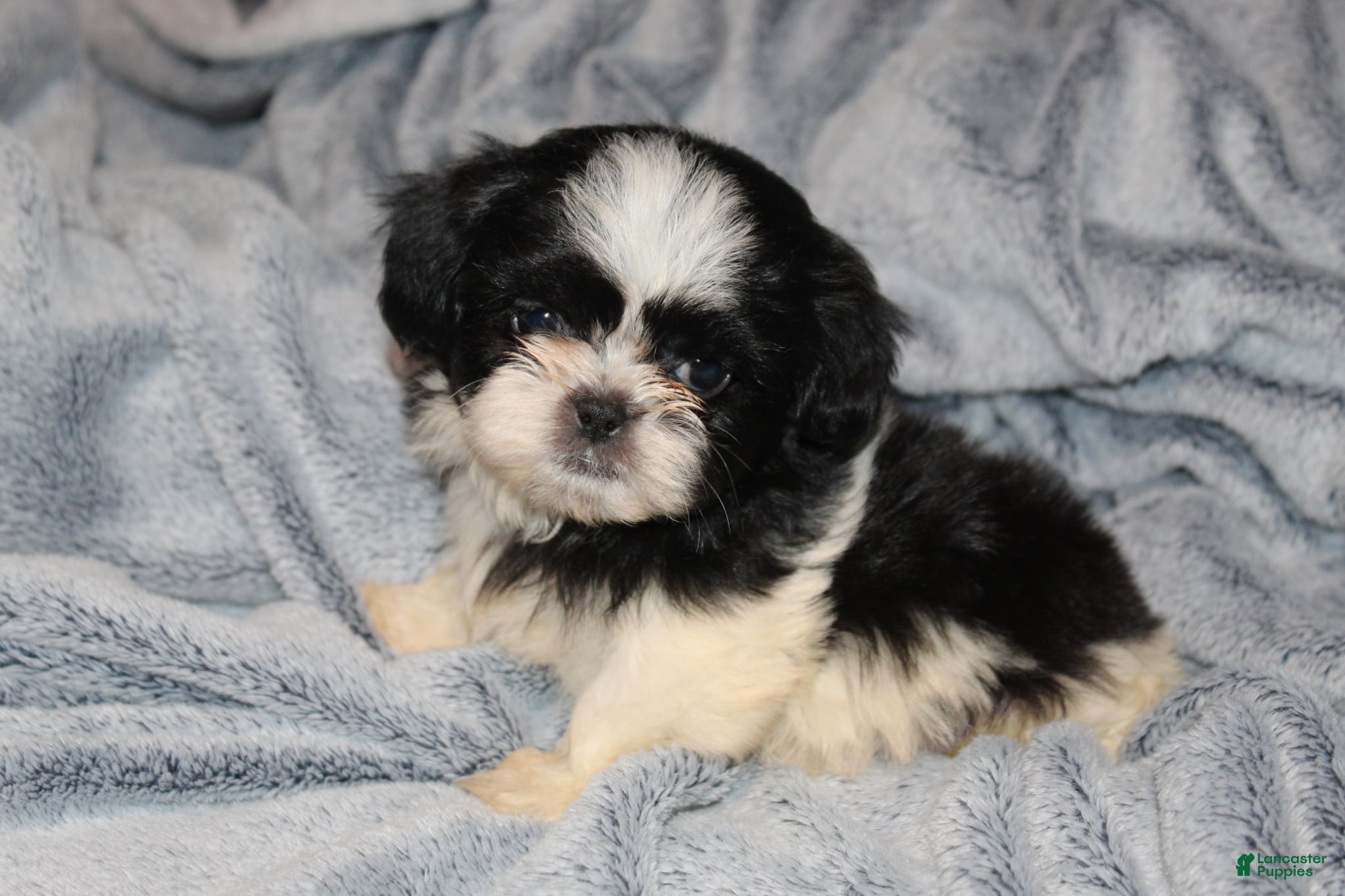 Shih Tzu dogs Simon - Ad 13
