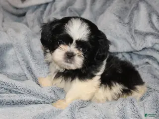 Shih Tzu dogs Simon - Ad 13