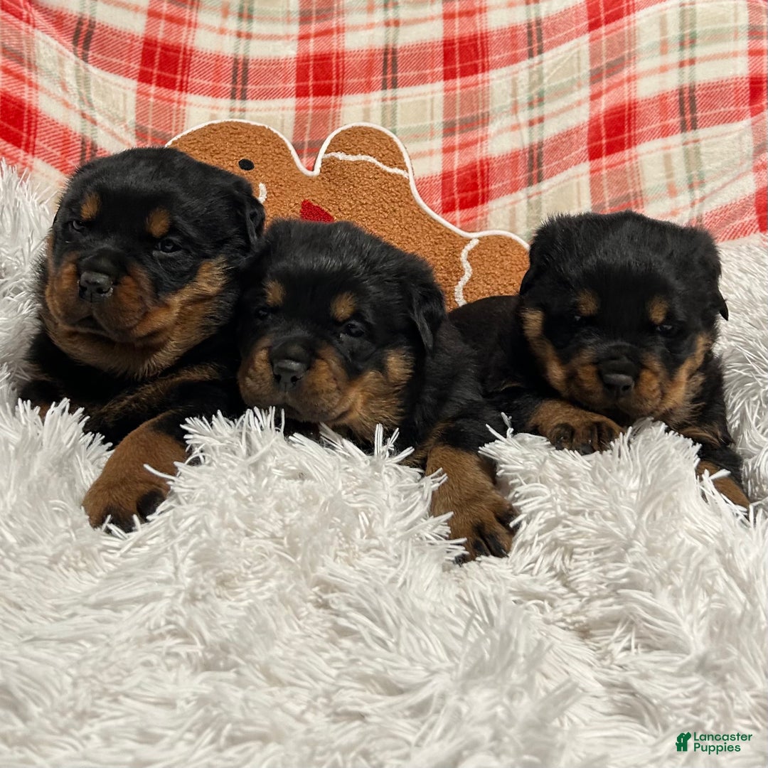 Rottweiler dogs for sale: Chase - Ad 9