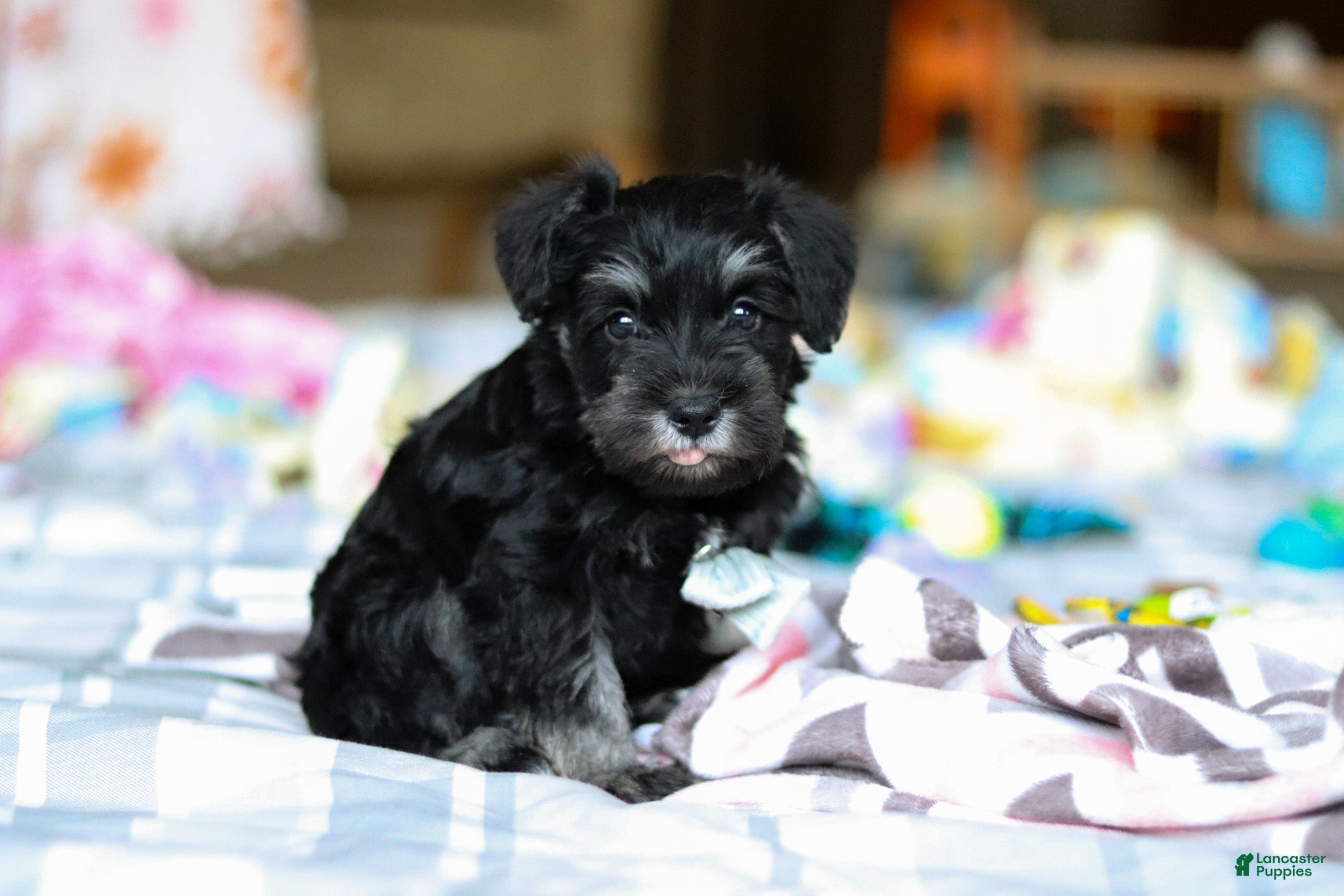 Miniature Schnauzer dogs Chance  - Ad 2