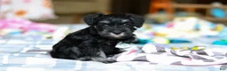 Miniature Schnauzer dogs for sale: Chance  - Ad 2
