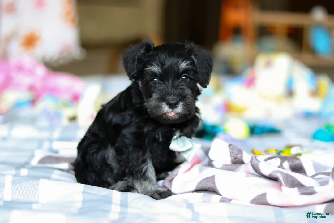 Miniature Schnauzer dogs for sale: Chance  - Ad 2